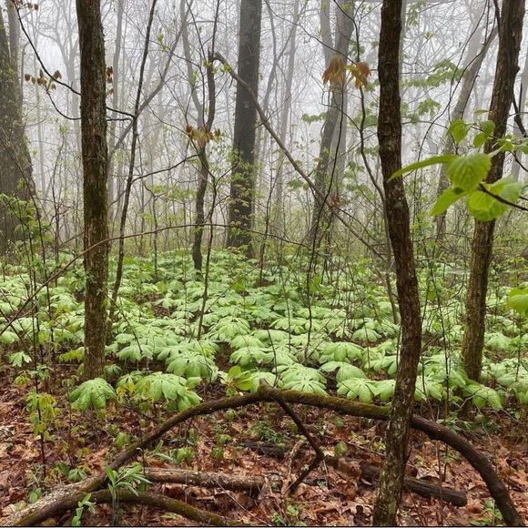 Lou - Picture 1 of 1